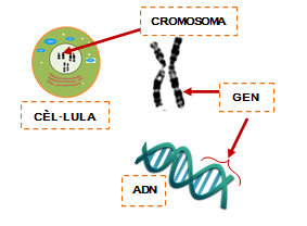 ADN-cel.lula