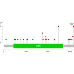 Exome Sequencing Reveals AMER1 as a Frequently Mutated Gene in Colorectal Cancer