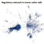 Large differences in global transcriptional regulatory programs of normal and tumor colon cells