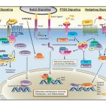 Altered pathways and colorectal cancer prognosis, publicat a la revista BMC Med.