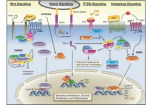 Altered pathways and colorectal cancer prognosis