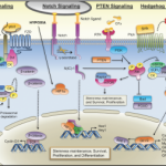 Altered pathways and colorectal cancer prognosis