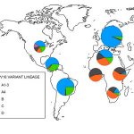 El linaje de virus del papiloma humano que causa cáncer se originó por la transmisión sexual de los neandertales